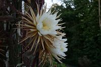 IMG_4734.JPG