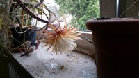 20150617_200734.jpg