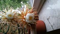 20160524_204327.jpg