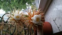 20160524_204331.jpg