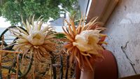 20160524_204403.jpg