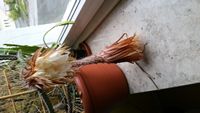 20160525_063623.jpg