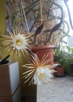20170612_211406.jpg
