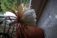 DSC02749.JPG